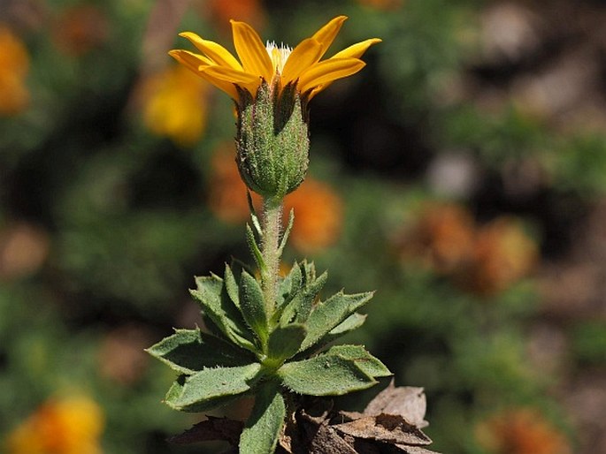 Haplopappus anthylloides