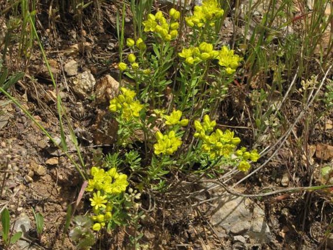 Haplophyllum armenum