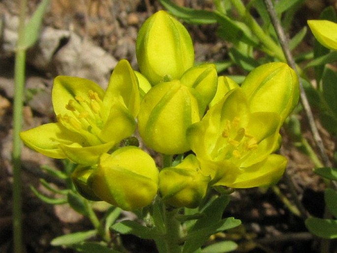 HAPLOPHYLLUM ARMENUM Spach