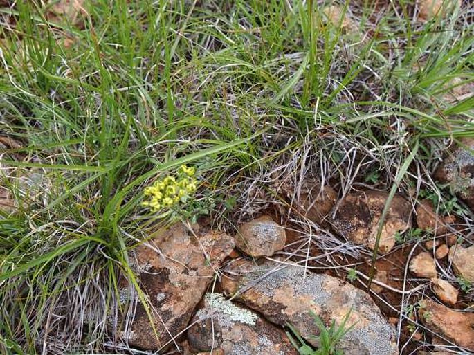 Haplophyllum boissierianum