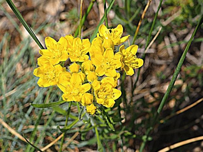 HAPLOPHYLLUM PATAVINUM (L.) G. Don