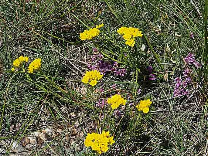 Haplophyllum patavinum