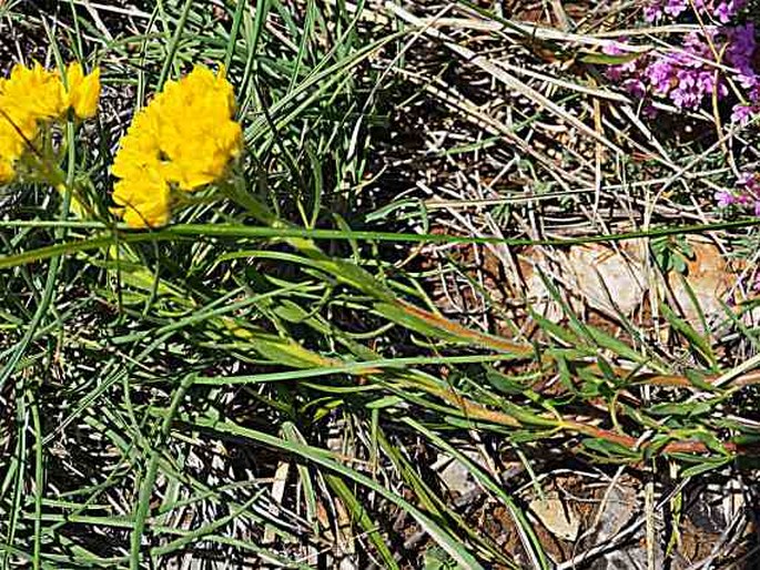 Haplophyllum patavinum