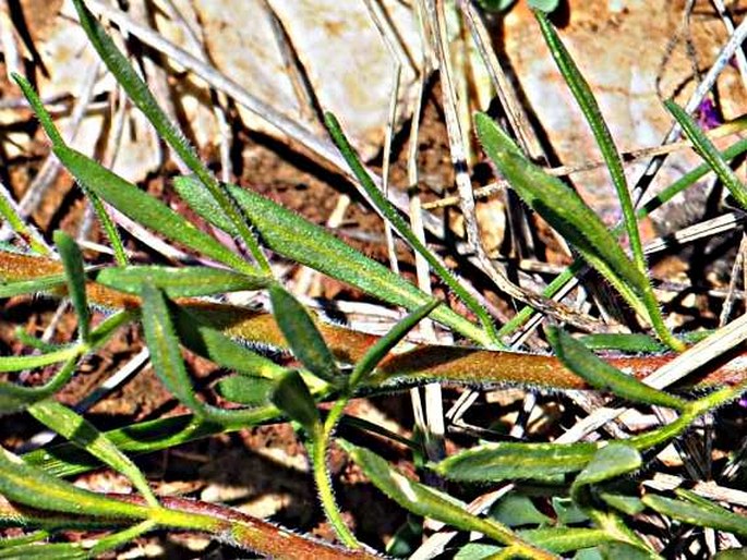 Haplophyllum patavinum