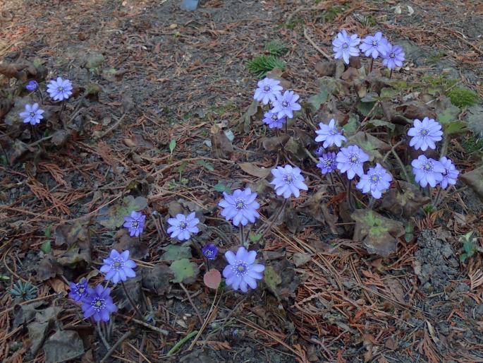 Hepatica ×media