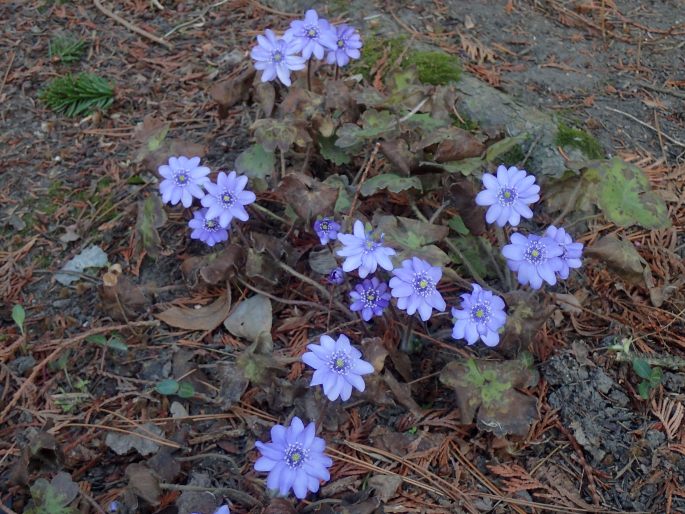 Hepatica ×media