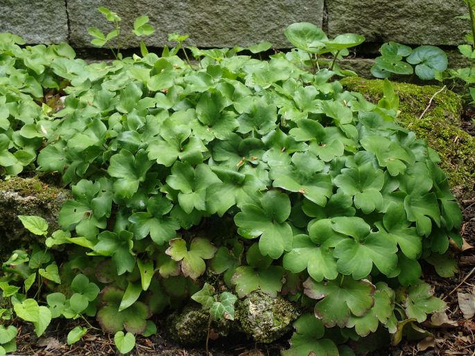 Hepatica ×media