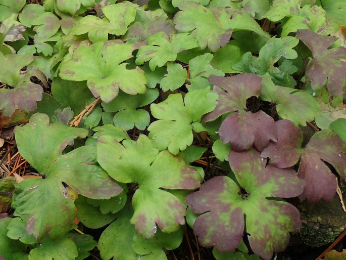 Hepatica ×media