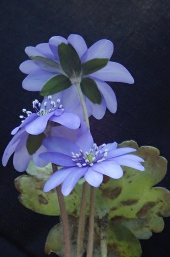 Hepatica ×media