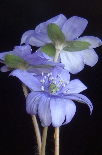 Hepatica ×media