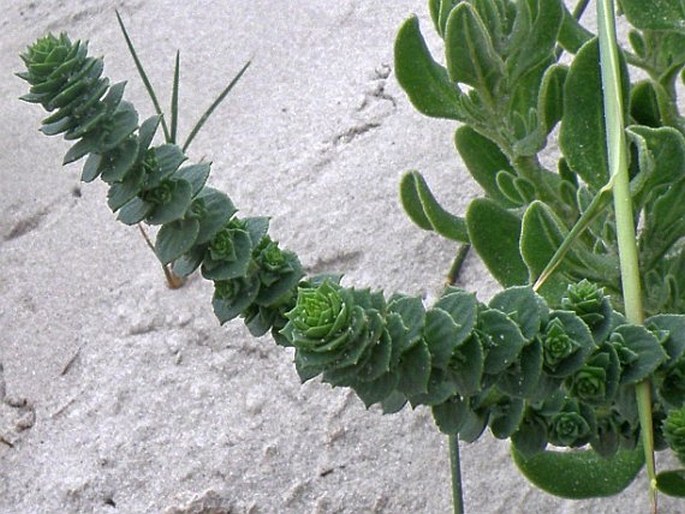 HEBENSTRETIA CORDATA L.