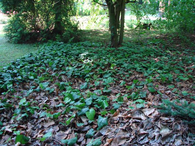 Hedera colchica