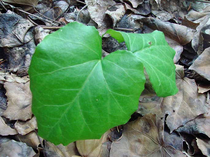 Hedera colchica