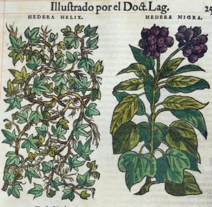 Hedera