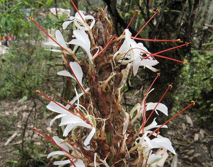 Hedychium villosum