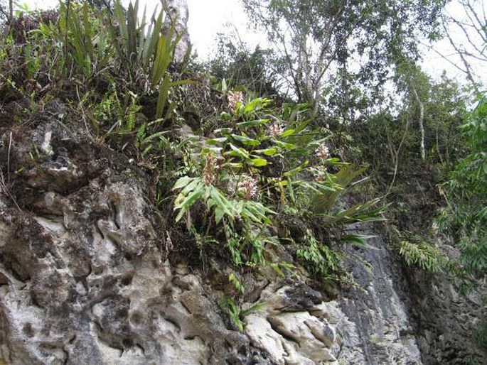 Hedychium villosum