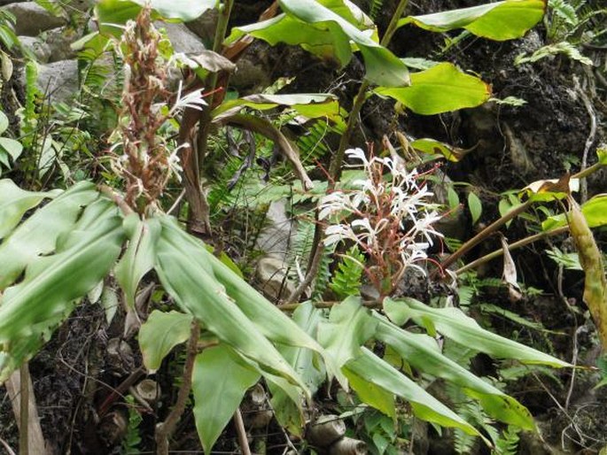 Hedychium villosum