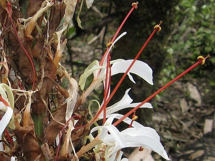 Hedychium villosum