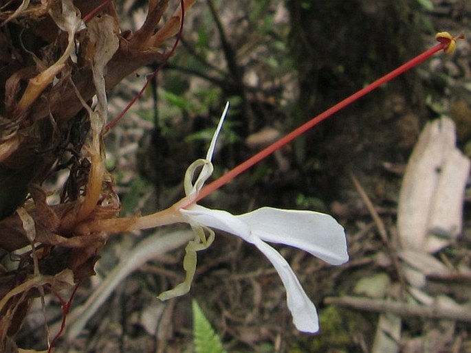 Hedychium villosum