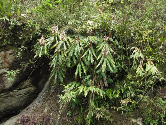 Hedychium villosum