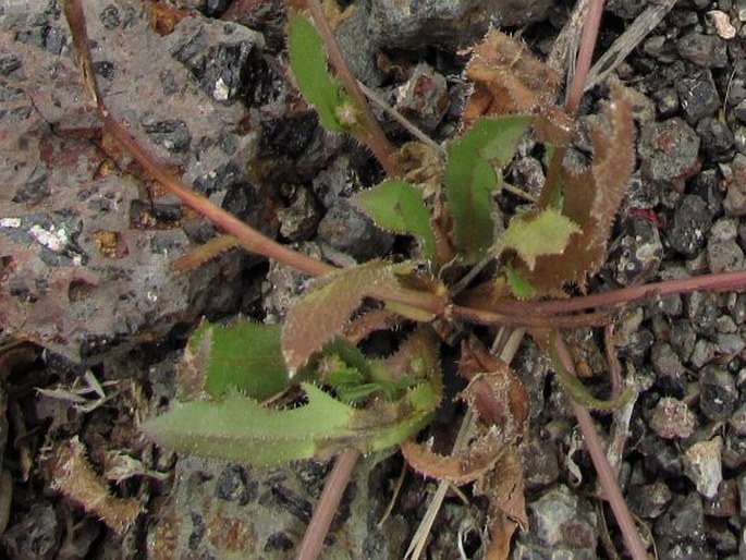 Hedypnois rhagadioloides