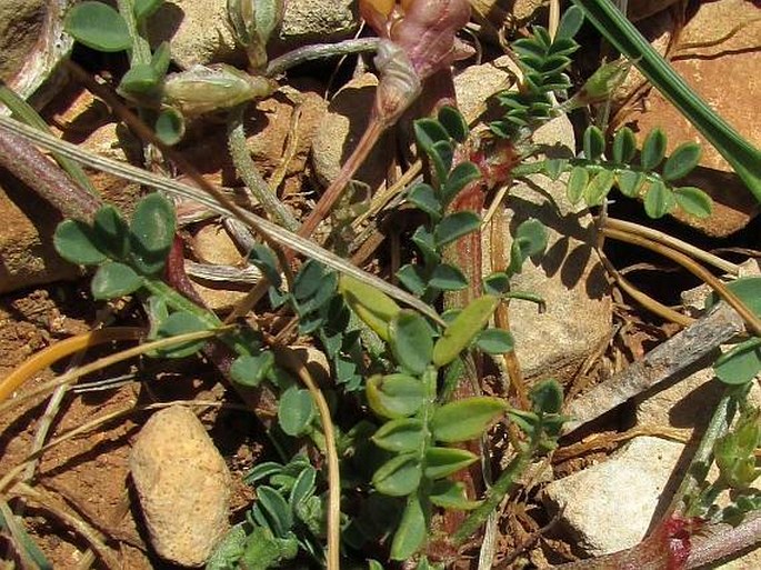 Hedysarum spinosissimum subsp. capitatum