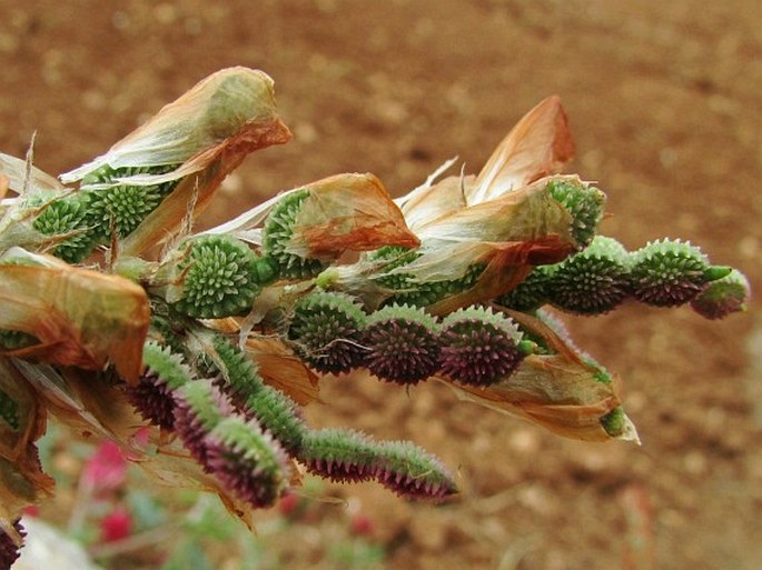 Hedysarum coronarium