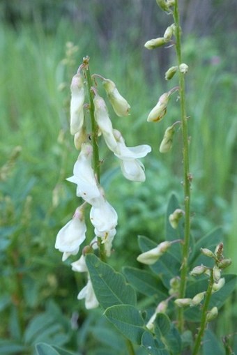 Hedysarum sulphurescens