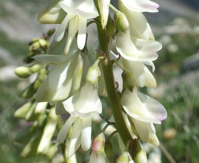 HEDYSARUM SULPHURESCENS Rydb. - kopyšník / sekernica