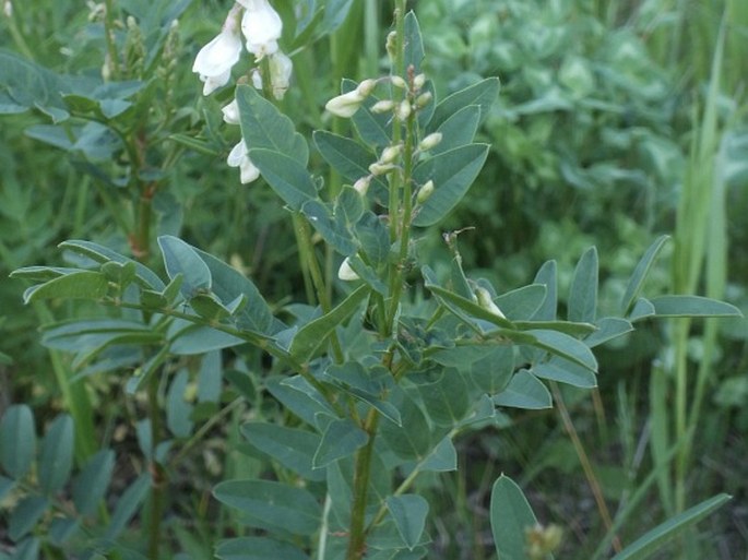 Hedysarum sulphurescens