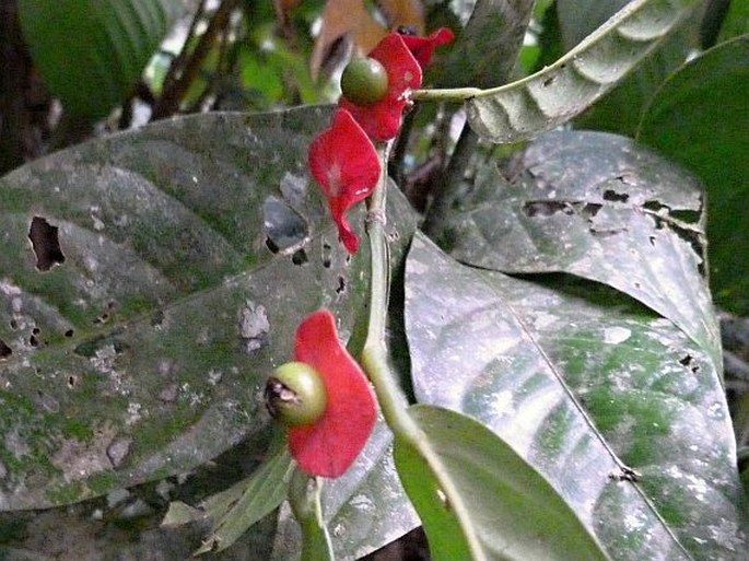 HEISTERIA MACROPHYLLA Oerst.