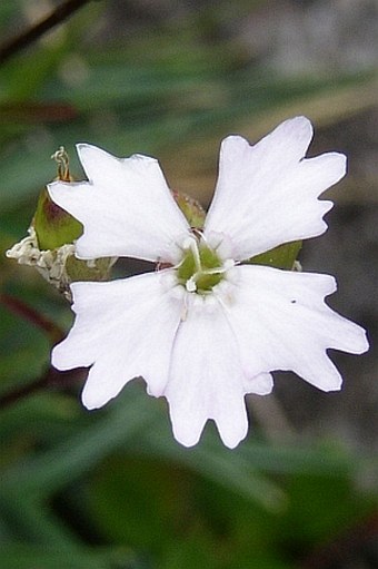 Heliosperma alpestre