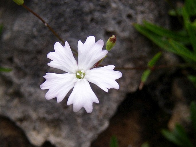 HELIOSPERMA ALPESTRE (Jacq.) Rchb. – silenečka / ježosemä