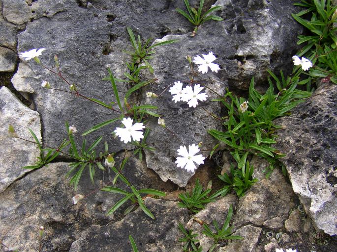 Heliosperma alpestre