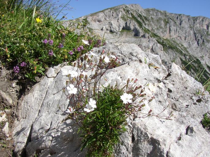 Heliosperma alpestre