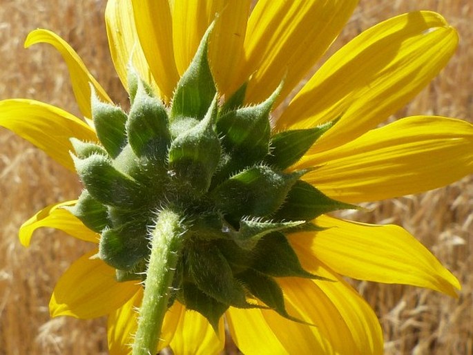 Helianthus annuus