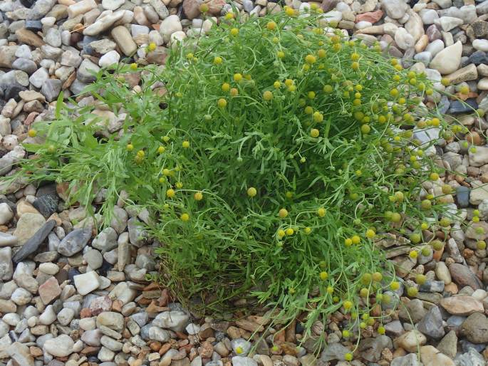 Helenium aromaticum