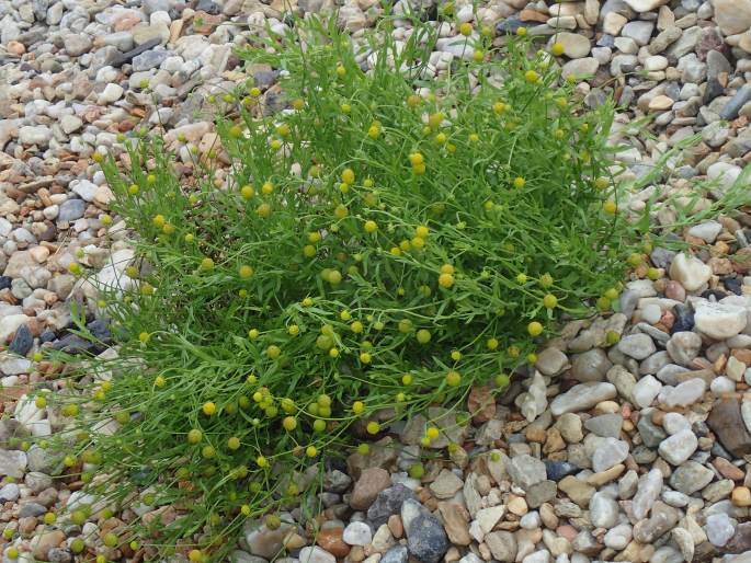 Helenium aromaticum