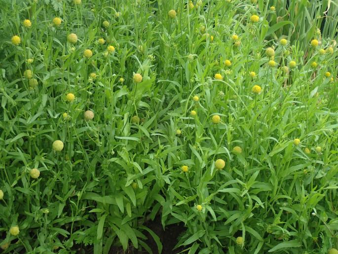 Helenium aromaticum