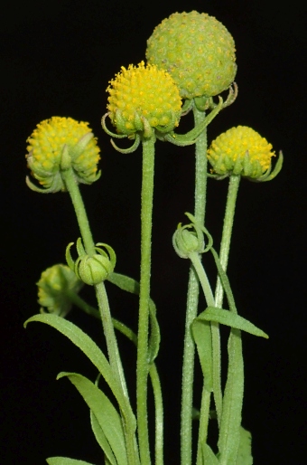 Helenium aromaticum