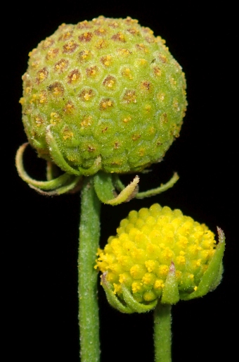 Helenium aromaticum