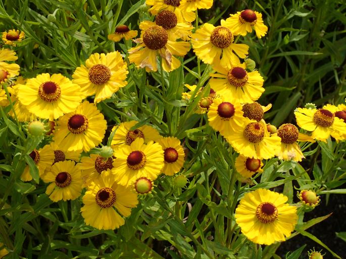 Helenium ×atropurpureum