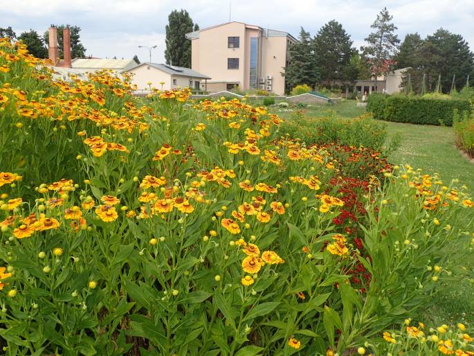 Helenium ×atropurpureum