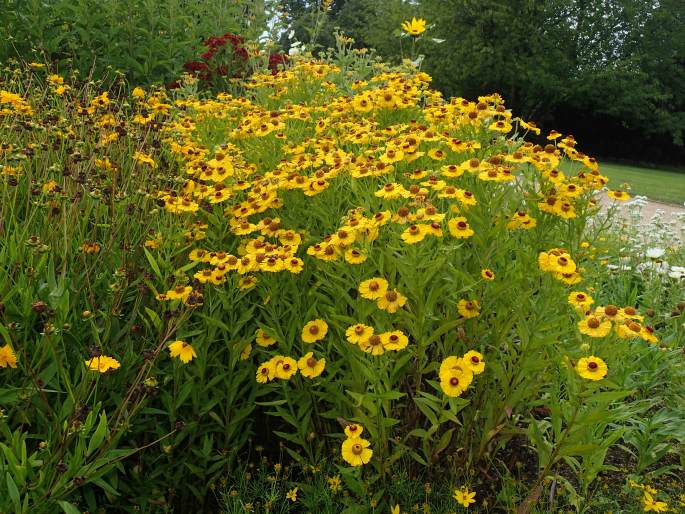 Helenium ×atropurpureum