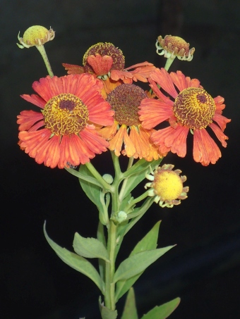 Helenium ×atropurpureum