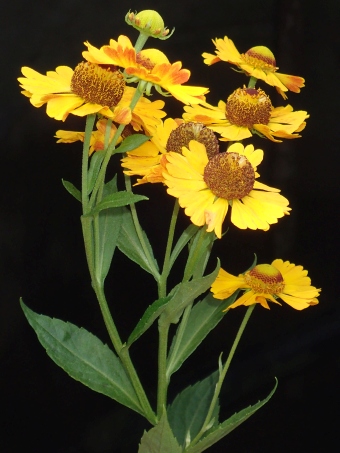 Helenium ×atropurpureum