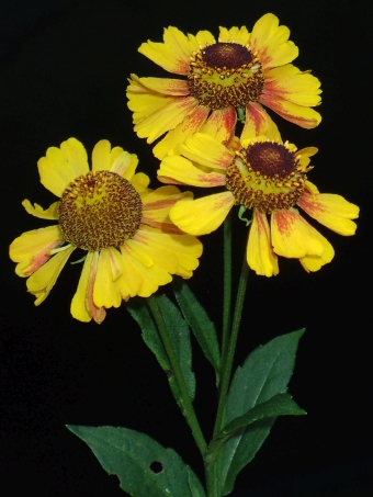 Helenium ×atropurpureum