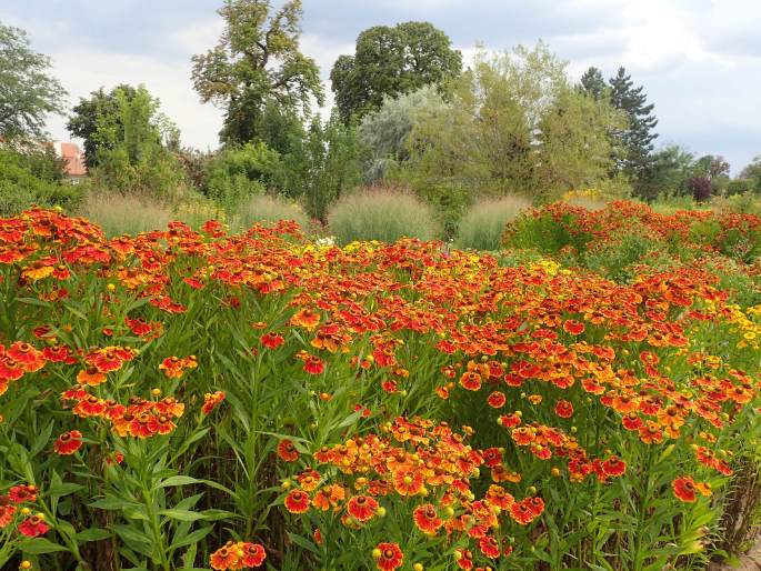 Helenium ×atropurpureum