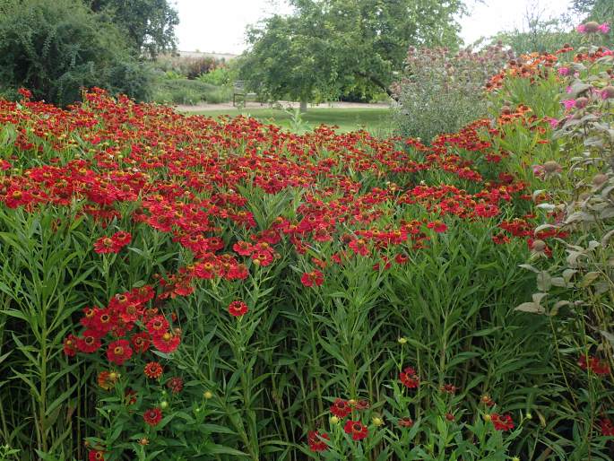 Helenium ×atropurpureum