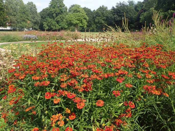 Helenium ×atropurpureum